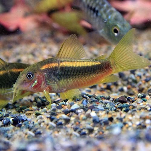 コリドラス イルミネータスゴールド8匹 熱帯魚